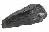 Fossil Sperm Whale (Scaldicetus) Tooth - South Carolina #247926-1